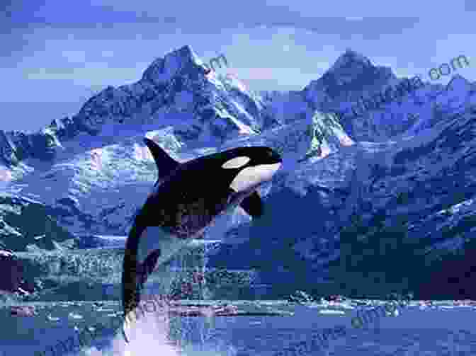 Orca Leaping Out Of The Water, With Snowy Mountains In The Background Rock The Boat (Orca Limelights)