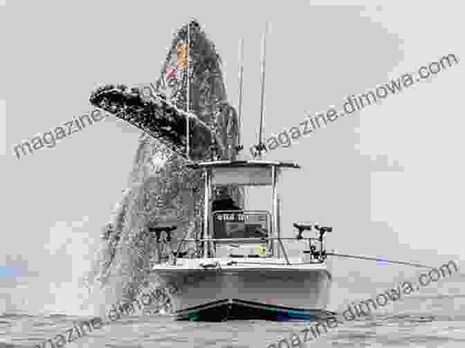 People On A Boat Watching A Breaching Humpback Whale The Art Of Discovering Whales