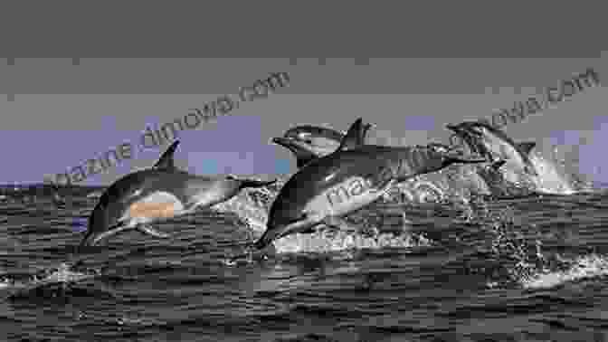 Photograph Of A Pod Of Dolphins Swimming Together, Demonstrating Their Strong Social Bonds And Cooperative Behavior. Dolphins Facts And Information: Fun And Amazing Facts About Dolphin