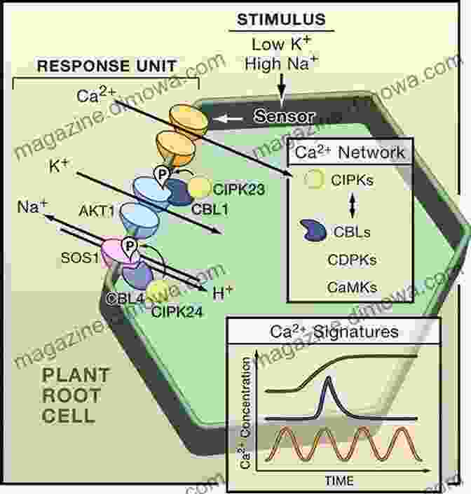 Plant Cellular Signaling Pathways Plant Intelligence Fact Or Fiction?