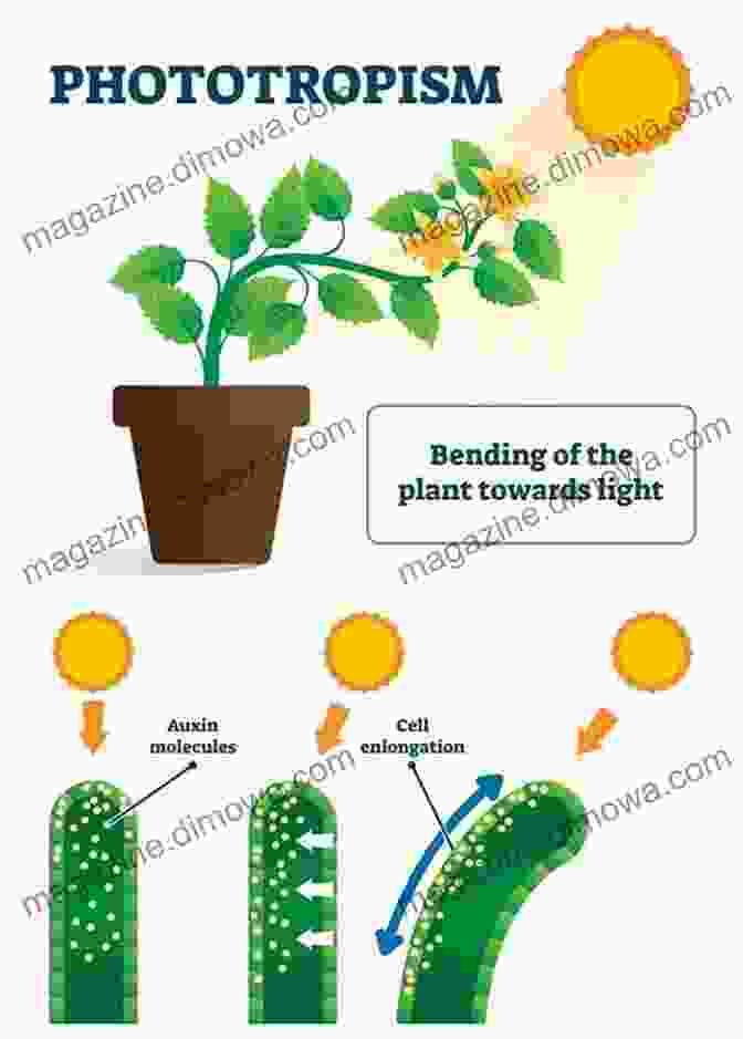 Plant Reacting To Previous Experience Plant Intelligence Fact Or Fiction?