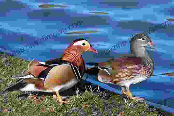 Polar Bear And Mandarin Duck Helping Other Animals In Need Polar Bear And Mandarin Duck Discover The Secrets To Becoming A Superhero: A Fun Farm Adventure And Activity About Healthy Eating Friendship Gratitude And Confidence