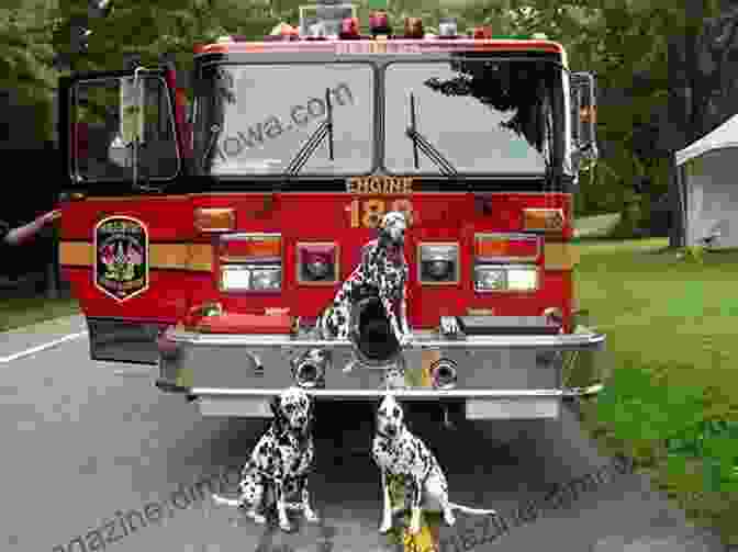 Rex, The Curious Canine, Running Alongside A Fire Truck Rex S Wrecks Fire Trucks Jo Macauley