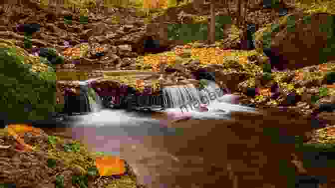 River Meandering Through Tranquil Forest Meandering On Rivers And Canals In Devon (Meandering Walking Series)