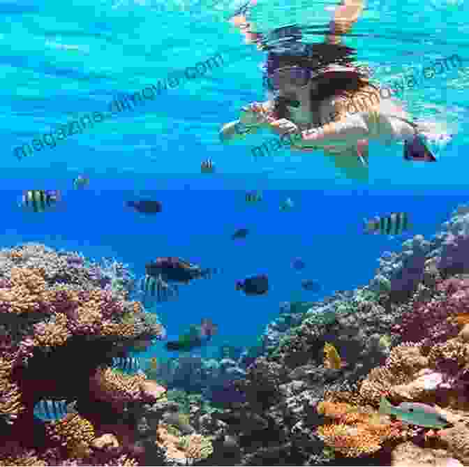 Snorkeler Exploring The Coral Reefs Of The Florida Keys Tour The Cruise Ports: Key West And The Florida Keys: Senior Friendly (Touring The Cruise Ports)