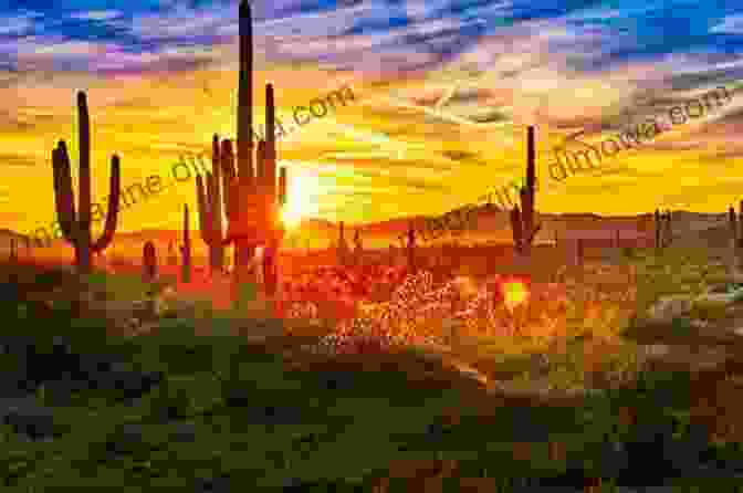 Sonoran Desert Summer Book Cover Featuring A Vibrant Desert Landscape With Blooming Wildflowers And Towering Saguaro Cacti Sonoran Desert Summer John Alcock