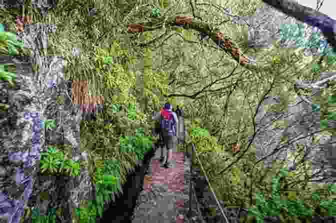 Two Hikers Exploring A Rugged Mountain Trail, Surrounded By Towering Trees. STEEP TRAILS: Adventure Memoirs Travel Sketches Nature Essays Wilderness Studies: California Utah Nevada Washington Oregon The Grand Canyon